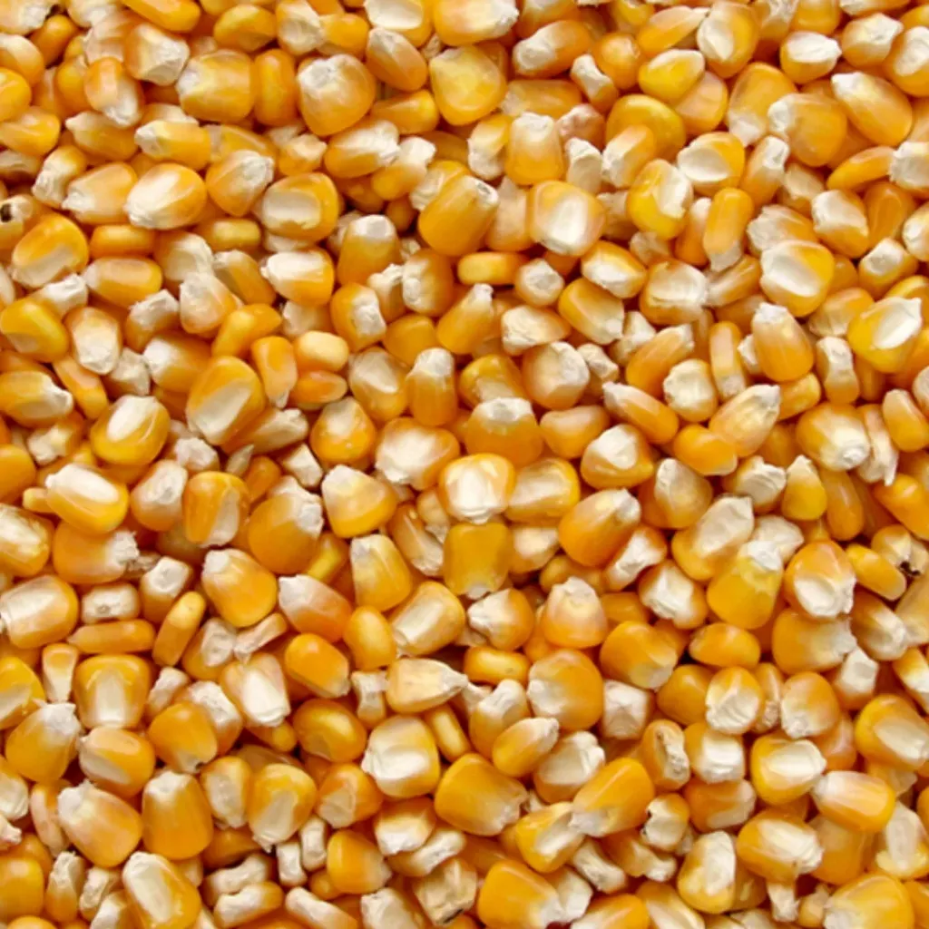 фотография продукта Кукуруза гост (после сушки) кчр