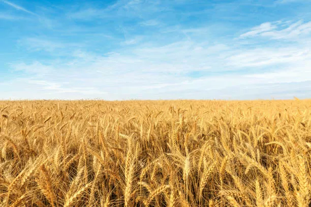 фотография продукта Зерновые /пшеница/ячмень 