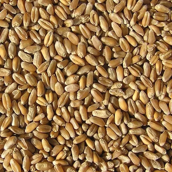 фотография продукта Пшеница продовольственная 4 класс 23 год