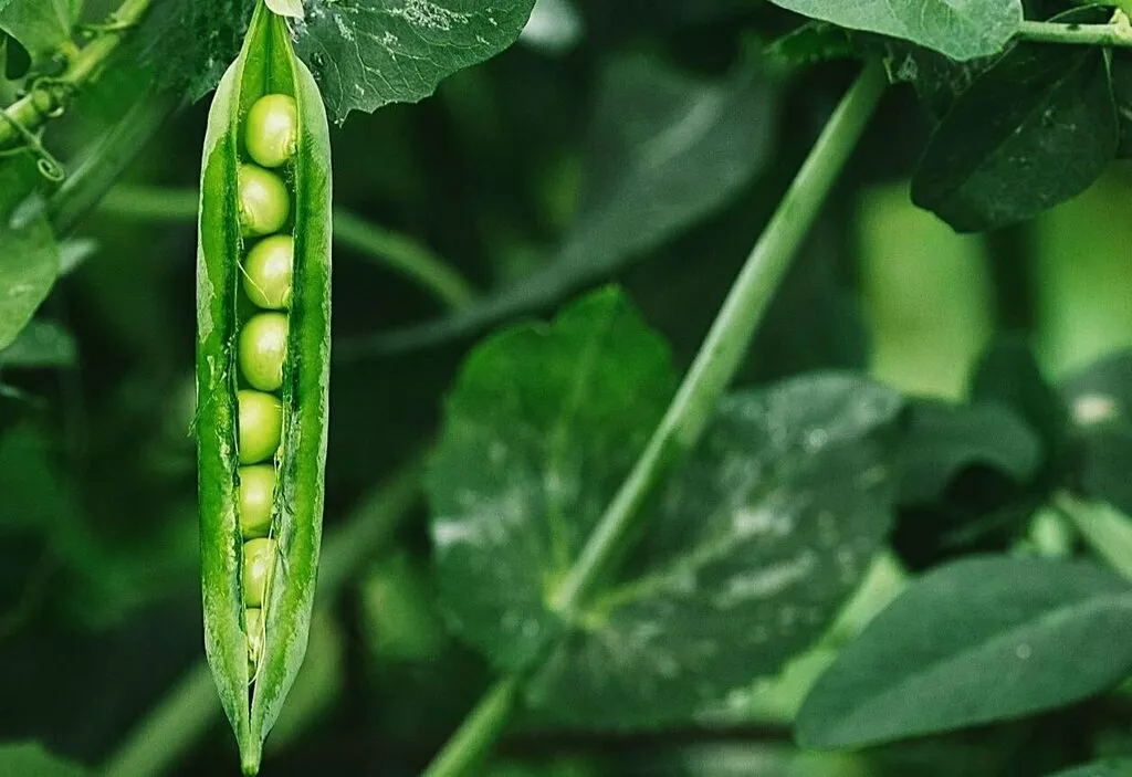 фотография продукта Семена гороха аксайский усатый 7, багу