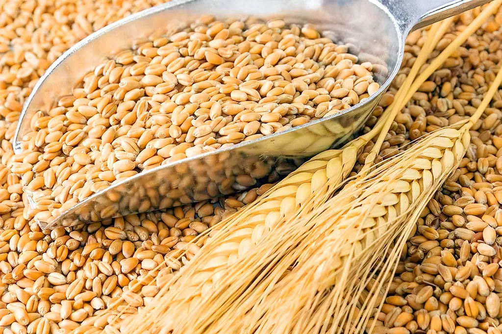 фотография продукта Пшеницу 3,4 класс в урфо, башкирии