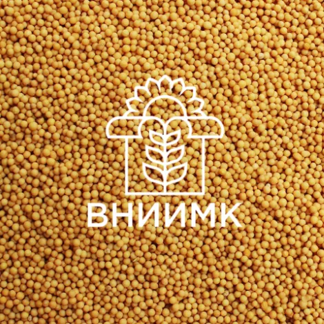 семена горчицы сарептской сорт лера в Краснодаре и Краснодарском крае