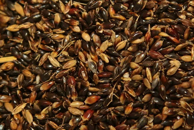 фотография продукта Семена суданская трава
