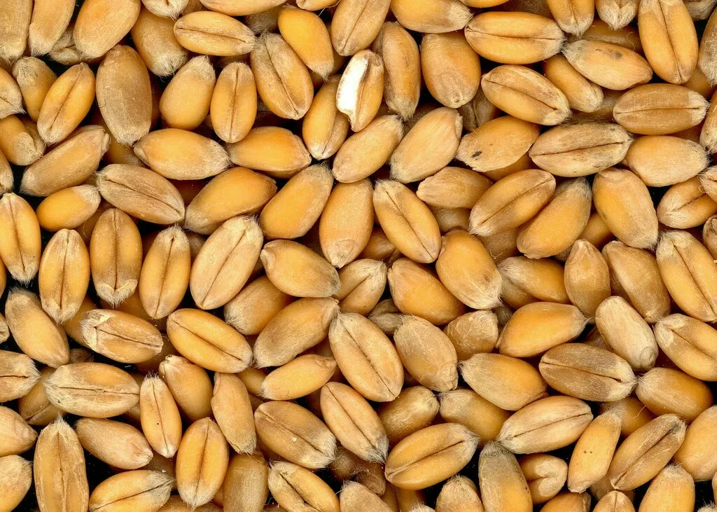 фотография продукта  пшеницу cif  йемен   protein 12.5 