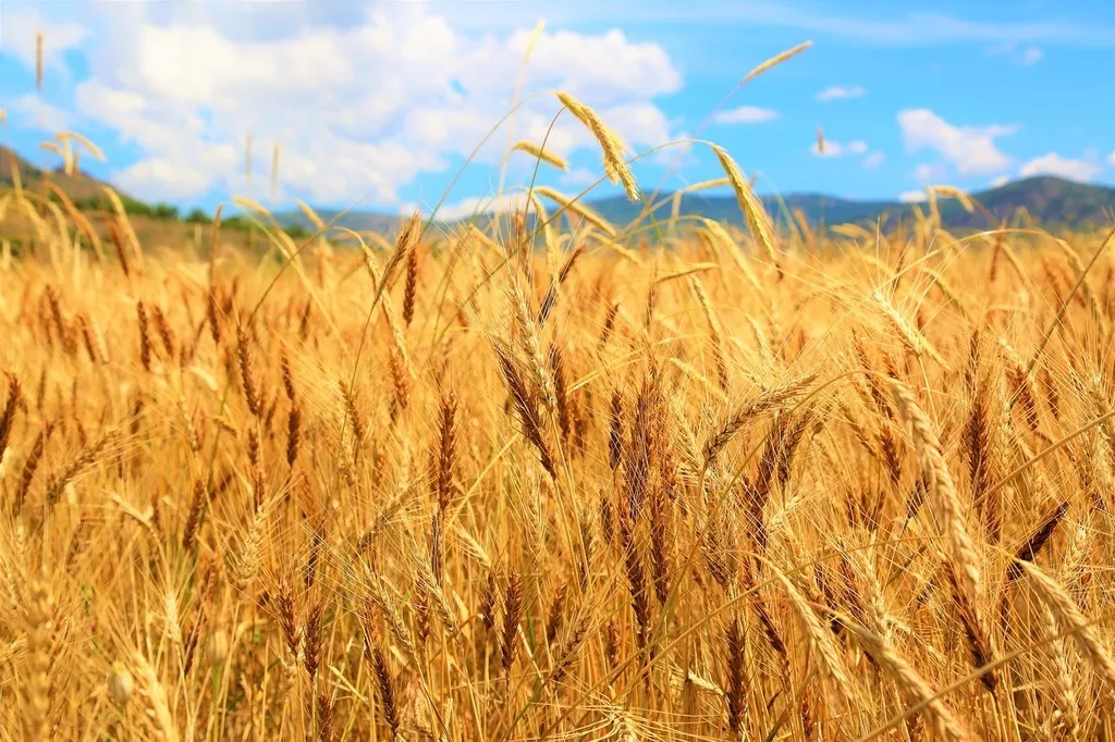 we sell grade 3 wheat.grade - $226.    в Египте 2