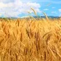 we sell grade 3 wheat.grade - $226.    в Египте 2