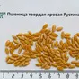 семена пшеницы твердой яровой  рустикано в Заводоуковск