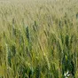 семена пшеницы твердой яровой  рустикано в Заводоуковск 3