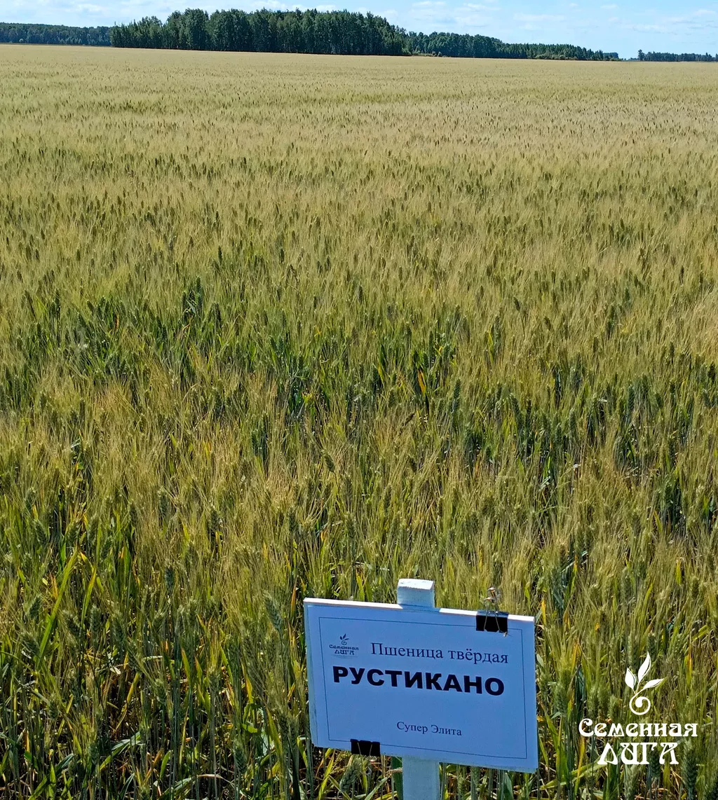 Фотография продукта Семена пшеницы твердой яровой  рустикано