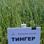 семена пшеницы яровой сорт тингер в Заводоуковск