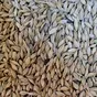 ячмень фуражный в мешках в Омске