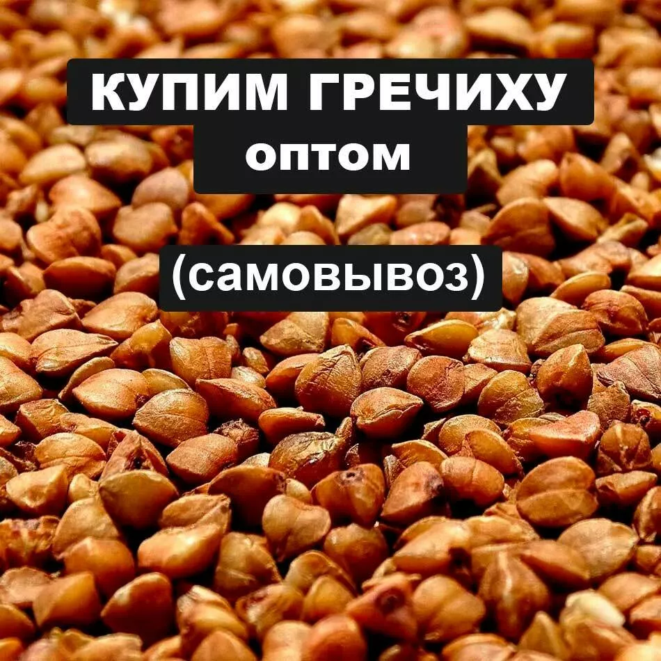 фотография продукта Купим гречиху оптом, возможен самовывоз