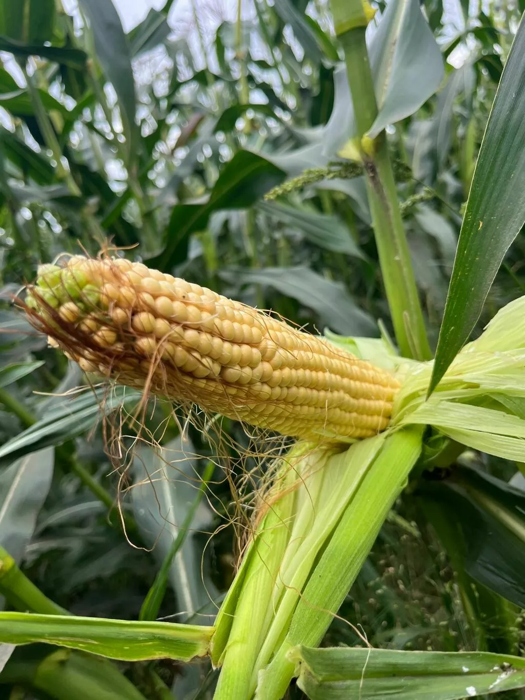 фотография продукта  кукуруза урожай 2025г.