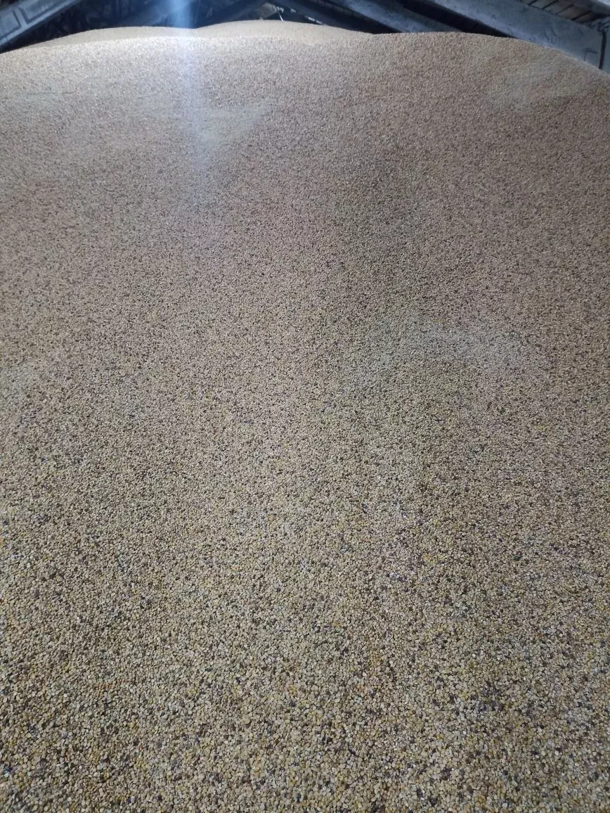 Фотография продукта  кукуруза урожай 2025г.