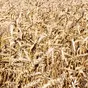 семена пшеницы мягкой яровой сорт дарья в Заводоуковск 2