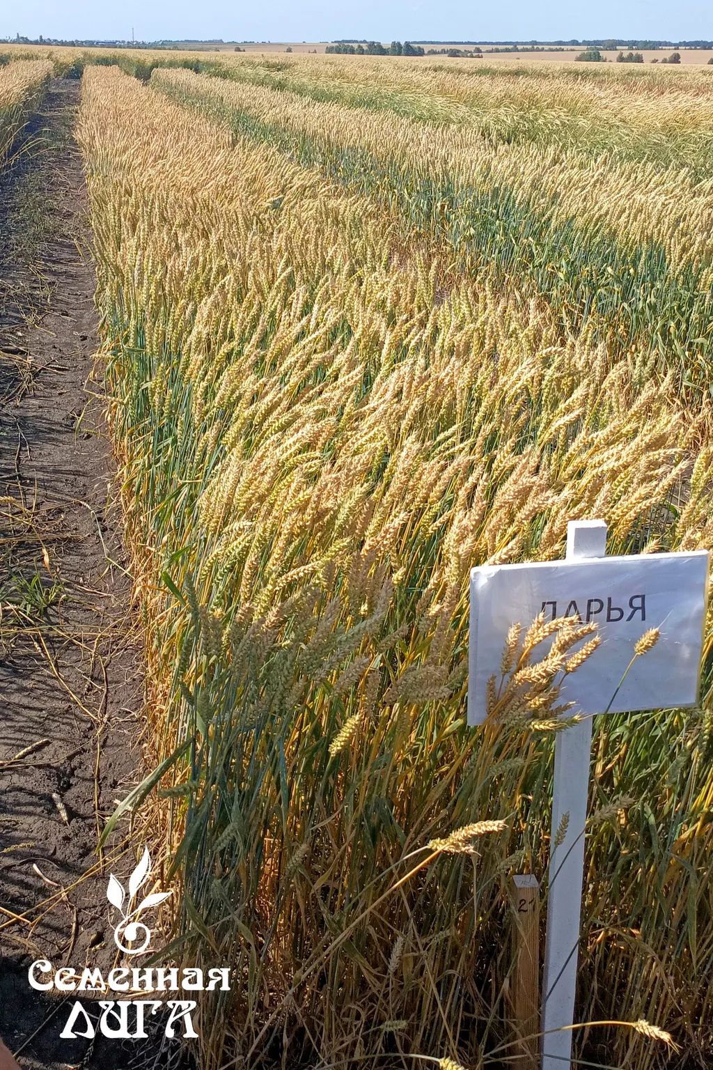 Фотография продукта Семена пшеницы мягкой яровой сорт дарья