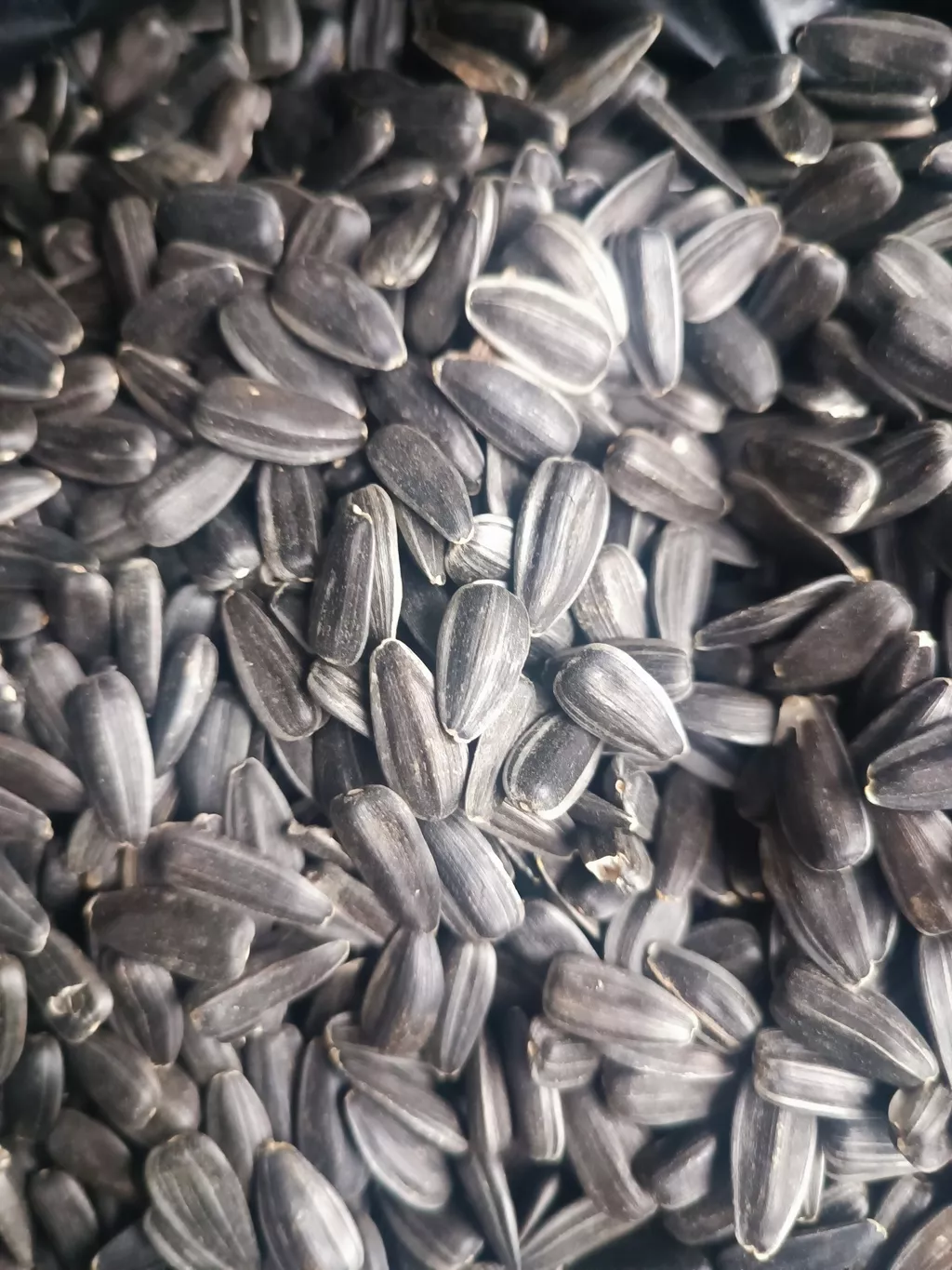 фотография продукта  подсолнечник кондитерский сорт джин