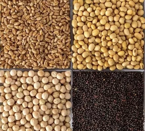 фотография продукта Свежий рапс гост 