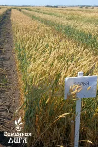 Фотография продукта Пшеница дарья