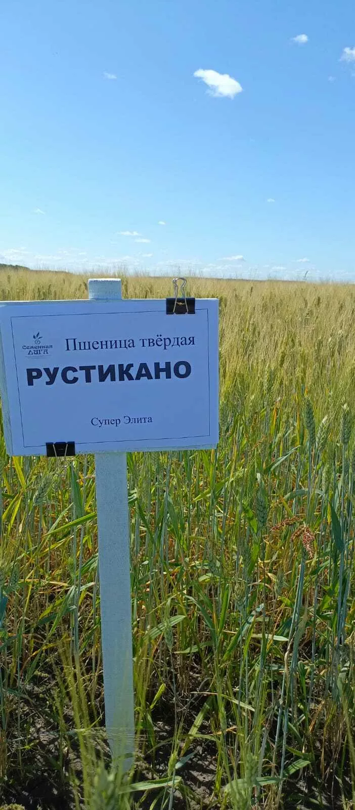 фотография продукта Пшеница рустикано