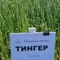 пшеница тингер в Тюмени и Тюменской области