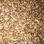 семена яровой пшеницы новосибирская 31 в Новосибирске и Новосибирской области 2