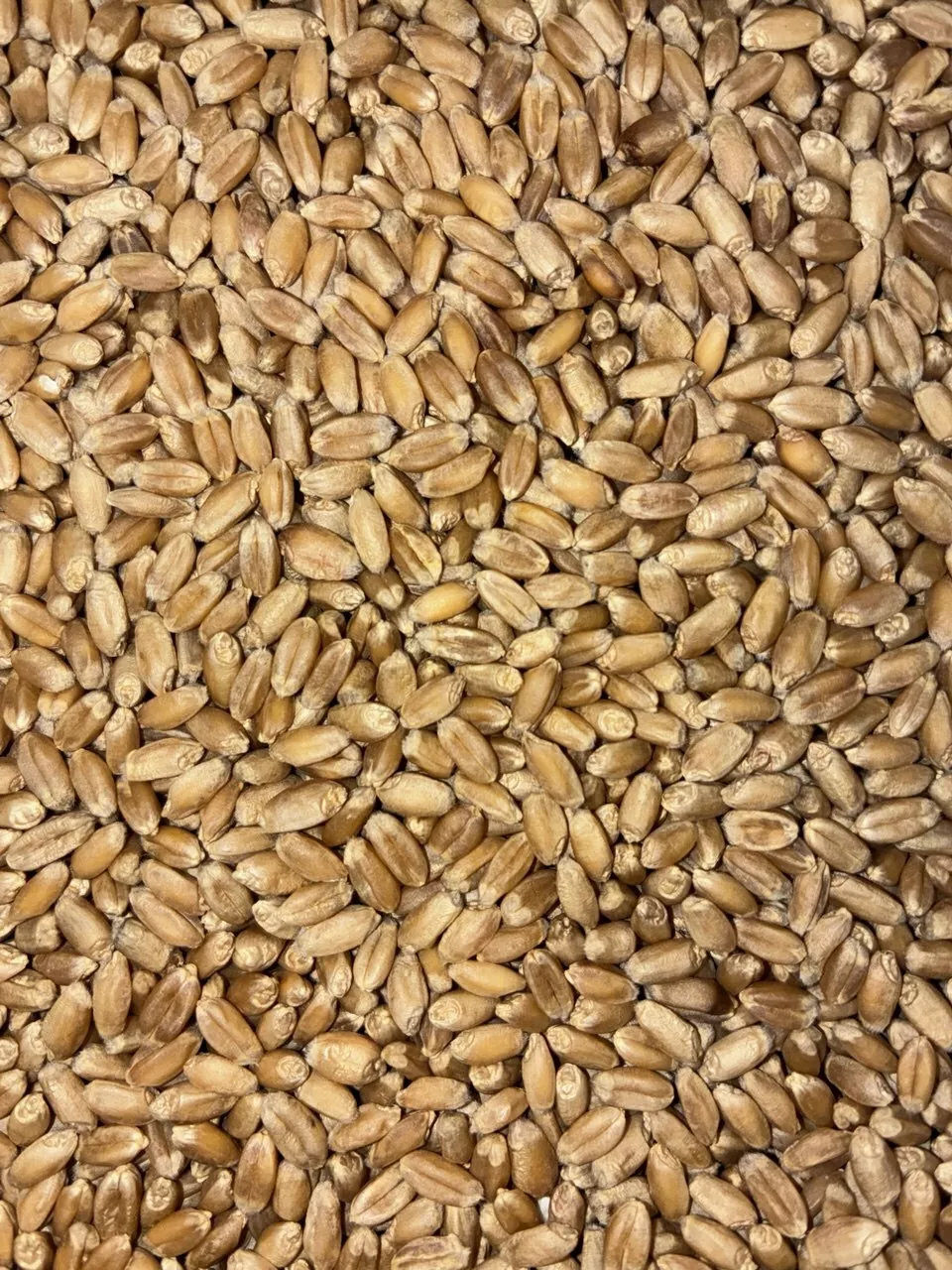 фотография продукта Семена яровой пшеницы новосибирская 41