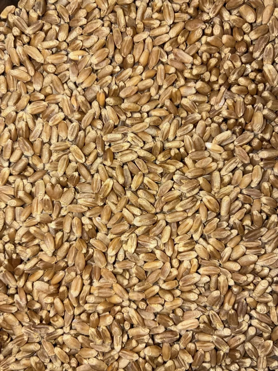 фотография продукта Семена яровой пшеницы тарская 12