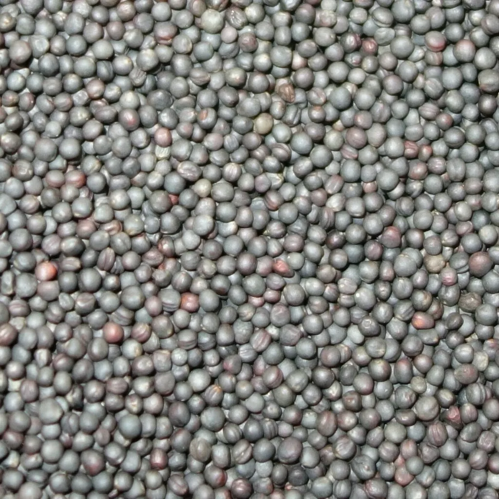 фотография продукта Семена ярового рапса антарес