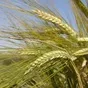 семена ячменя ярового в Ростове-на-Дону и Ростовской области