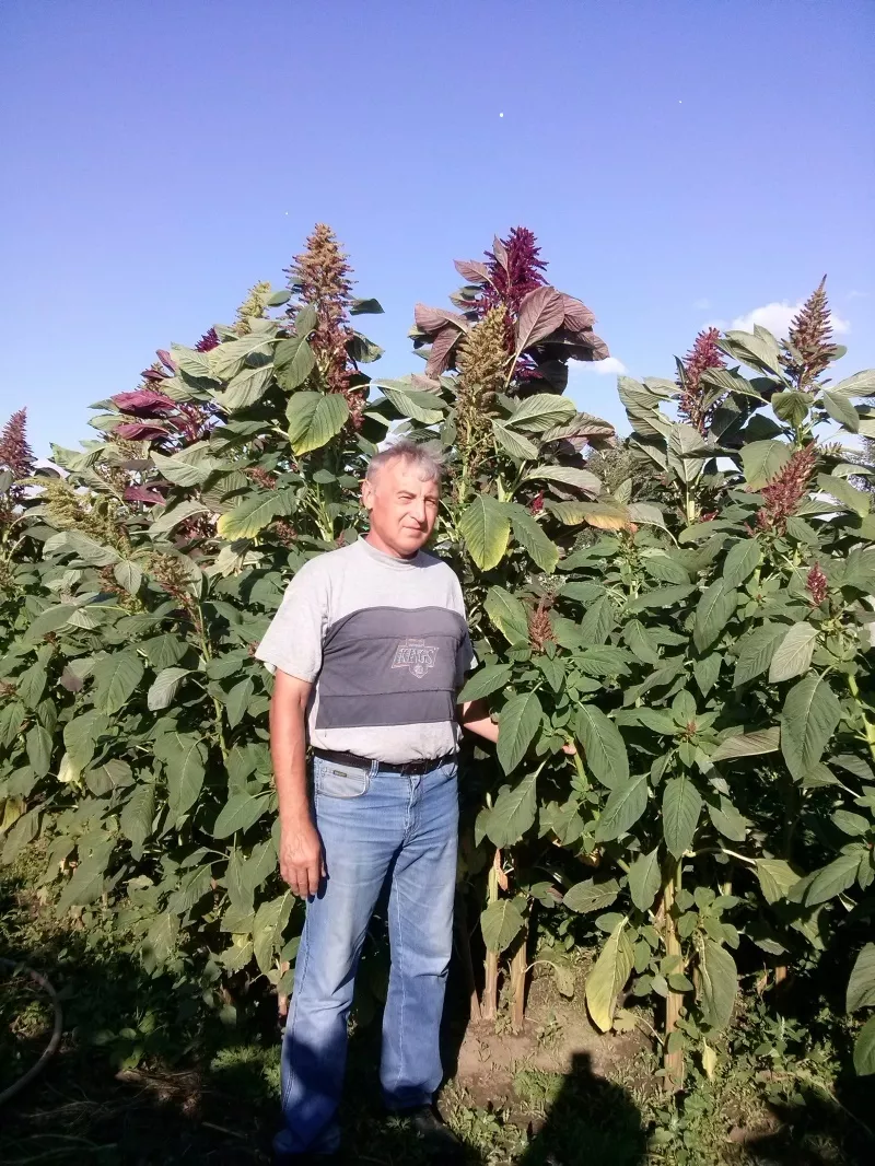 фотография продукта Семена амаранта сертифицированные