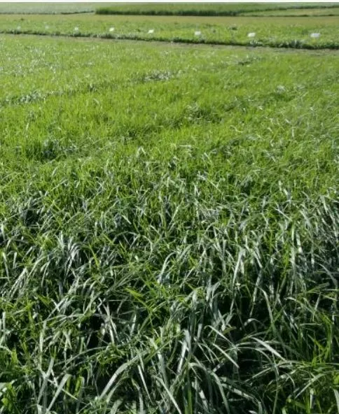 фотография продукта Семена фестулолиума оптом