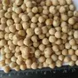 chickpeas 7 mm в Турции