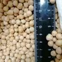 chickpeas 7 mm в Турции 2
