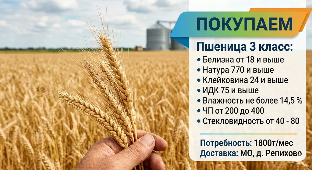 фотография продукта Закупаем пшеницу 3 класс с доставкой 