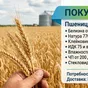 закупаем пшеницу 3 класс с доставкой  в Краснодаре