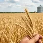 закупаем пшеницу 3 класс в Воронеже