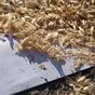 зерноотходы пшеничные навалом в Саратове и Саратовской области 4