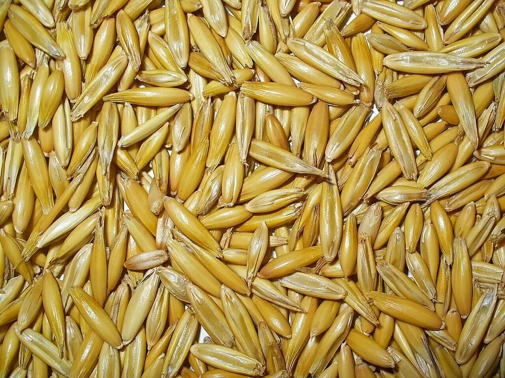 Фотография продукта Продажа овса