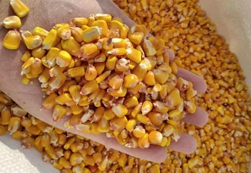 Фотография продукта Кукуруза желтая оптом
