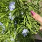 семена зимующего льна снегурок в Ростове-на-Дону и Ростовской области