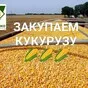 закупаем кукурузу в Краснодаре и Краснодарском крае