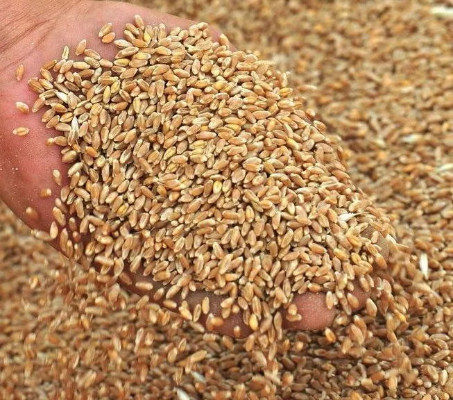 Фотография продукта Пшеница продовольственная оптом