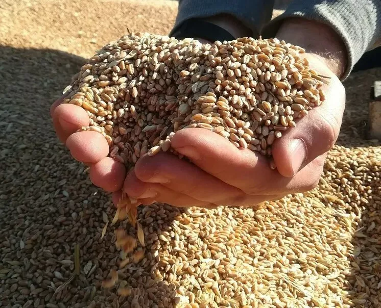 Фотография продукта Пшеница фуражная оптом из россии