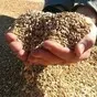 пшеница фуражная оптом из россии в Оренбурге и Оренбургской области