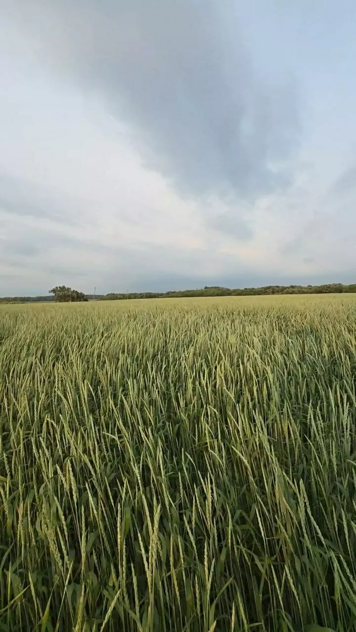 фотография продукта Семена спельты на посев.