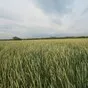 семена спельты на посев. в Москве