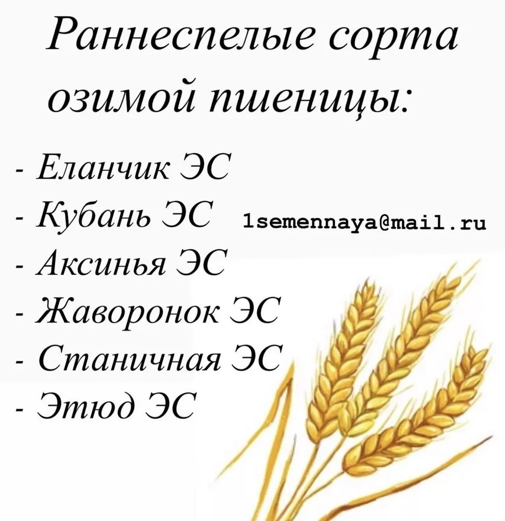 Фотография продукта Семена озимой пшеницы милаша, цаца.