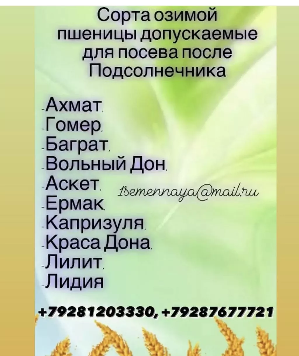 Фотография продукта Семена озимой пшеницы алексеич, безостая