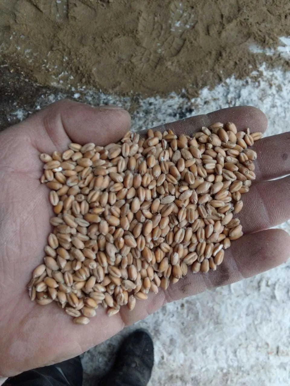 фотография продукта Ячмень,овес,пшеница,отруби,комбикорма